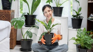 Tips Cara Merawat Tanaman yang Baik dan Benar untuk Pemula