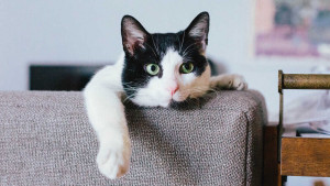 Unik! Yuk Ketahui Bahasa Kucing Berdasarkan Negaranya