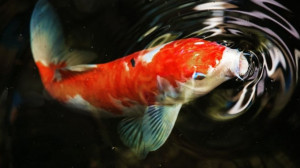 5 Keuntungan Memelihara Ikan Koi Di Rumah