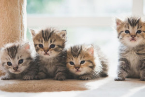 Wajib Tahu, Ini Jenis-jenis Kucing Tercantik di Dunia