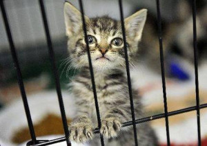 Kucing Piaraanmu Keracunan? Lakukan Ini