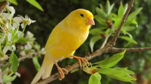 Mengenal Burung Kenari Belgia dan Cara Perawatannya