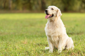 Bagi Penggemar Anjing! Yuk Tonton Rekomendasi Film Kartun Anjing