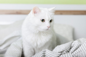 Bikin Gemas, Ini 5 Macam Ras Kucing Putih dan Fakta Menariknya