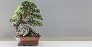 Capai Rp18 Miliar, Ini 4 Jenis Bonsai Termahal di Dunia