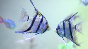 7 Jenis Ikan Hias Aquascape Paling Cantik Tuk Akuariummu