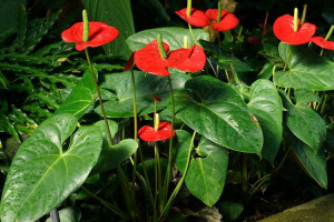 Harganya Bikin Melongo, Intip Anthurium Termahal di Dunia