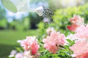 Bukan Hanya Indah, Ini Makna dari Tiap Warna Bunga Peony