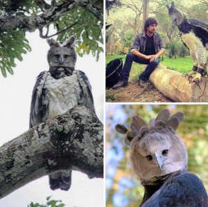 6 Fakta Elang Harpy, Sang Predator yang Hampir Punah