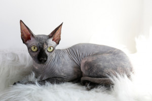 5 Ciri Khas Ras Kucing Bertubuh Unik, Cocok untuk yang Alergi Bulu