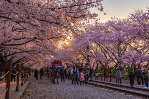 Eksplor Wisata K-Pop dan K-Drama di Korea Selatan dengan tiket Guide tiket.com