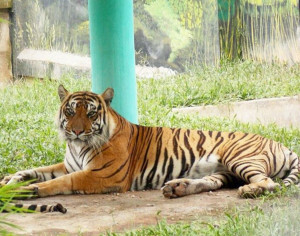 3 Harimau Sumatera yang Dilindungi, Mati Terkena Jerat Babi