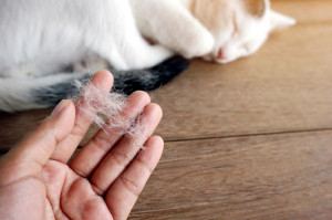 Ajak Berjemur di Bawah Matahari, 6 Cara Menghindari Bulu Kucing Rontok
