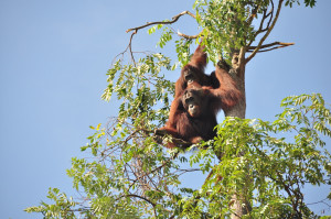 Implementasi Program Konservasi Orangutan, Turunkan Potensi Konflik dengan Manusia