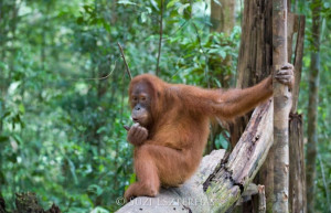 Waspada Saat Buat Konten! Video Lelaki Ditarik Orang Utan di Kebun Binatang Viral