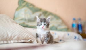 Ingin Adopsi Anak Kucing Tanpa Induk? intip 5 Cara Mudah Merawatnya
