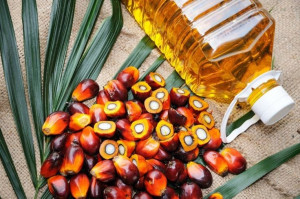 Di Balik Harganya yang Tinggi, Ternyata Kelapa Sawit Bisa Bikin Tambah Cantik