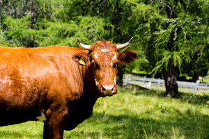 5 Resep Olahan Daging Sapi Iduladha, Bikin Nagih!