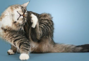 7 Penyebab Bulu Kucing Sering Rontok