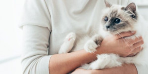 Bukan Main! Viral Pesta Sunatan Kucing Hingga Hadirkan Orkes Dangdut