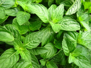 Basmi Jerawat, Ini 5 Manfaat Daun Kemangi untuk Kecantikan