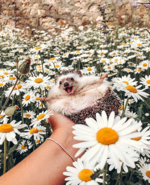 Tak Kalah dengan Selebgram Hits, 6 Hewan Ini Miliki Hobi Traveling