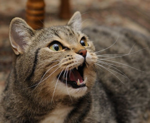 7 Penyebab Kucing Peliharaan Mengeong Terus-menerus