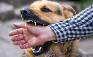 Yuk Pahami Zoonosis, Penyakit Menular dari Hewan ke Manusia
