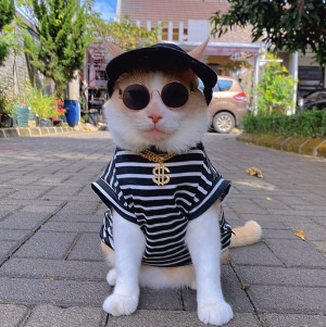 Bikin Gemas! 5 Gaya Nyentrik Pororo si Kucing Viral di TikTok