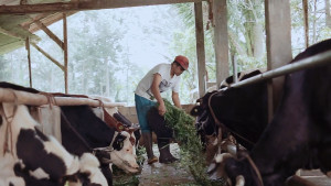 Greenfields Perkuat Ketahanan Pangan Bangsa dengan Bangkitkan Kiprah Peternak Sapi Perah Lokal