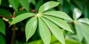 7 Manfaat Daun Singkong untuk Kesehatan