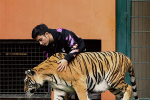 Alshad Ahmad Bagikan Momen Sulitnya Merawat Bayi Harimau Usia 3 Hari