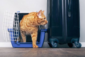 Bikin Gempar Satu Bandara, Seekor Kucing Ditemukan dalam Koper Penumpang