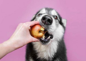 5 Makanan Manusia yang Boleh Dikonsumsi Anjing, Tak Selalu Daging