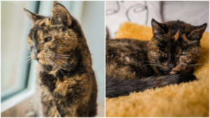 Flossie Dinobatkan sebagai Kucing Tertua di Dunia Asal Inggris