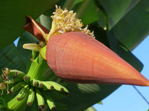 Tips Olah Jantung Pisang agar Empuk dan Tidak Pahit