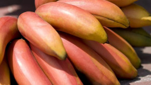 Kaya Antioksidan, 7 Manfaat Pisang Merah yang Jarang Diketahui