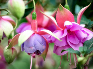 7 Jenis Bunga yang Cocok Ditanam Saat Musim Hujan