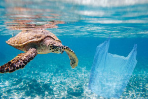 Atasi Isu Sampah Plastik Laut lewat Teknologi, EAS Hackathon Libatkan Generasi Muda