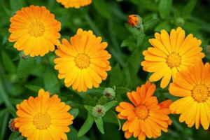 Mampu Atasi Kulit Sensitif, Ini 6 Khasiat Tanaman Calendula