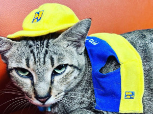 Kucing Betina Bernama Kokom Kini Jadi Pegawai Baru di Kementerian PUPR