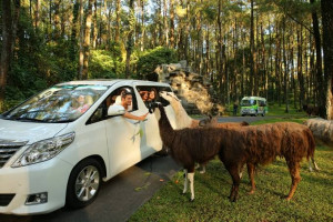 Viral Singa Tabrak Mobil, 6 Tips Liburan Aman ke Taman Safari Prigen