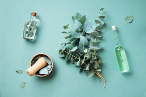 7 Manfaat Minyak Eucalyptus bagi Tubuh dan Kecantikan Kulit