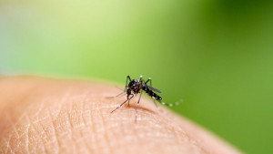 #Ayo3MplusVaksin, Perlindungan Komprehensif untuk Seluruh Anggota Keluarga dari Demam Berdarah Dengue