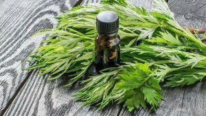 5 Manfaat Mugwort untuk Wajah, Bikin Kulit Bebas Jerawat