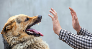 5 Cara Mencegah Rabies pada Hewan Peliharaanmu, Hentikan Sebelum Terlambat!