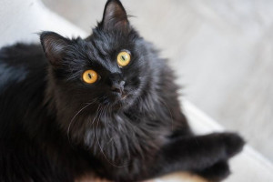 Tak Selalu Identik dengan Hal Buruk, Ini 7 Fakta Kucing Hitam