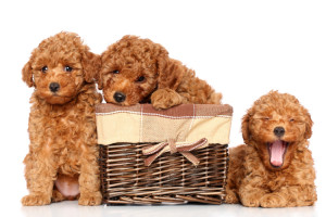 5 Jenis Anjing Ini Cocok Untuk Hewan Peliharan Dirumah