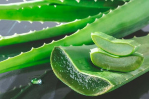 5 Cara Menebalkan Rambut dengan Lidah Buaya yang Bisa Kamu Coba di Rumah
