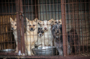Korea Selatan Sahkan RUU Larangan Penjualan Daging Anjing